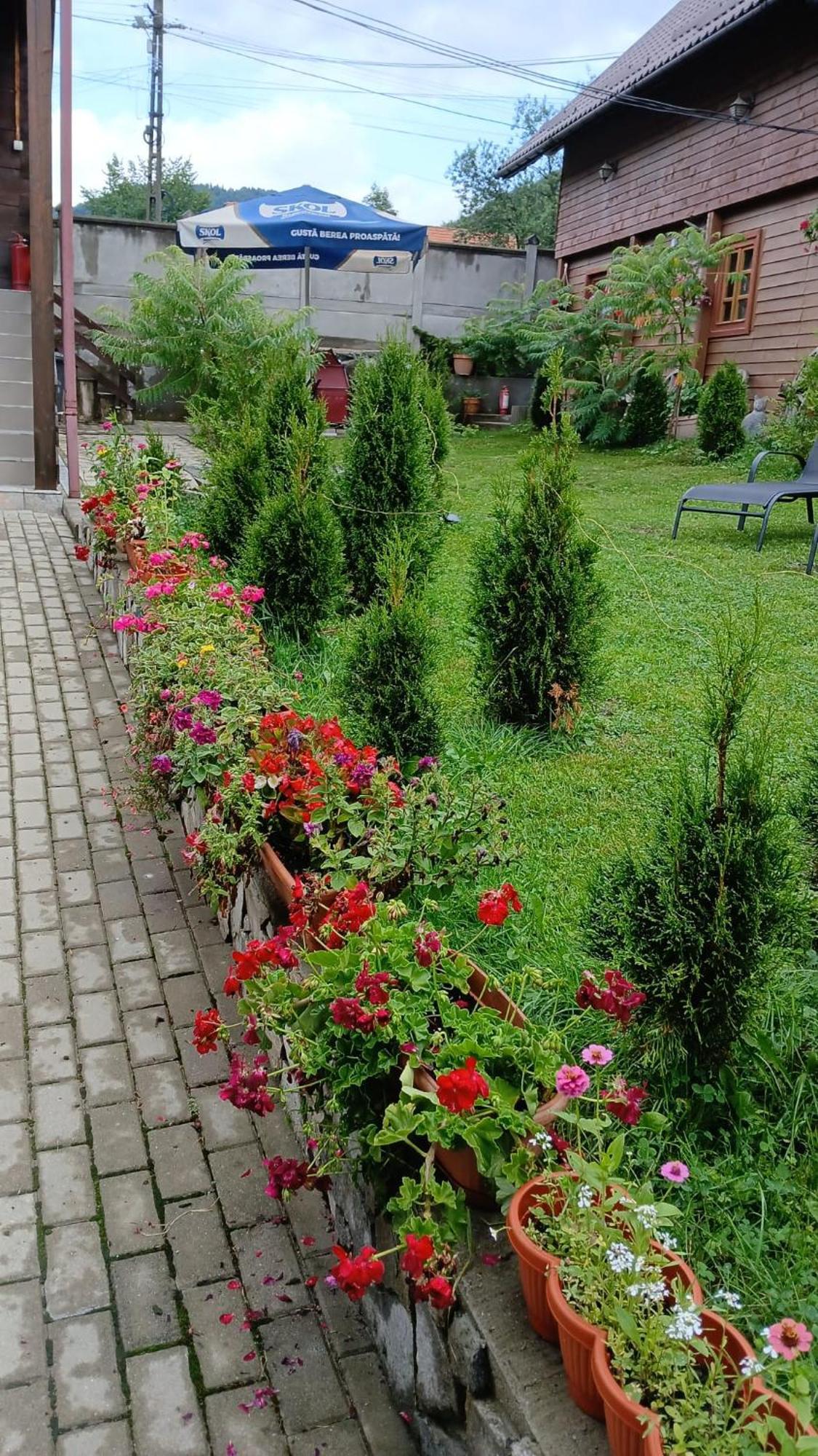Pensiunea Carmen Bucium  Ngoại thất bức ảnh